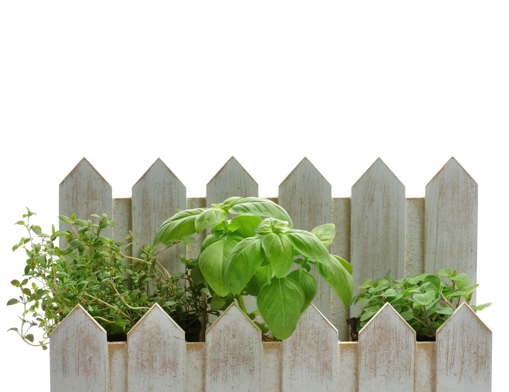 WV Farm 2 Fork Team: Flavorful, fresh herbs make every dish pop